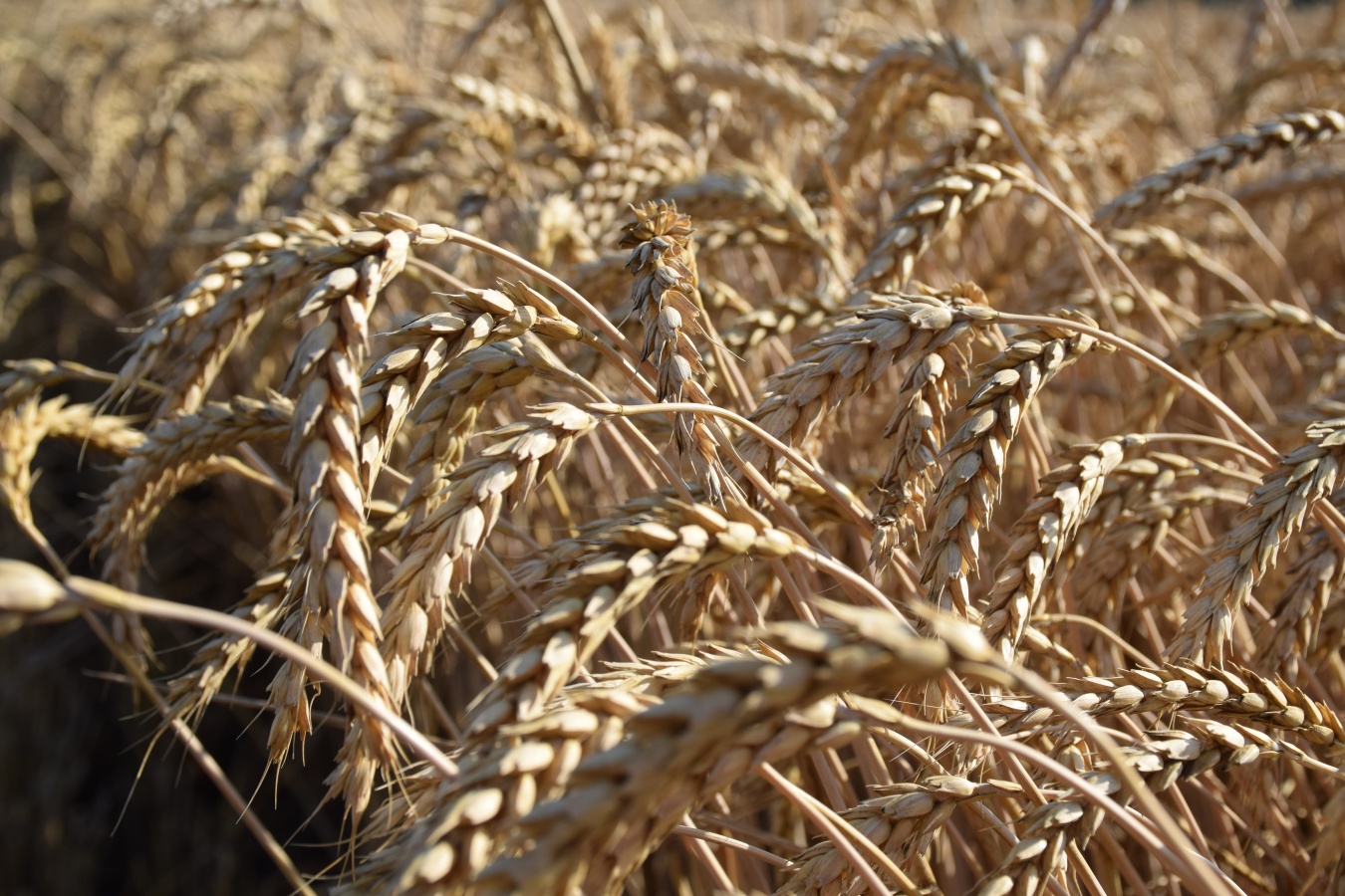 Озимая пшеница сорта АХМАТ: купить семена от производителя - оптовые цены